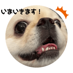 [LINEスタンプ] ペキプーのしんばの画像（メイン）