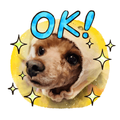 [LINEスタンプ] ぷーどるのアリスの日常