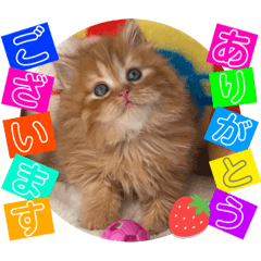 [LINEスタンプ] ねこまーち 3姉妹プレシャスレッド