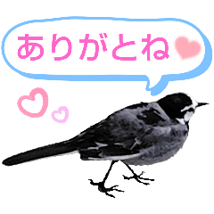 [LINEスタンプ] 早歩き鳥のハクセキレイ1（簡潔で便利）