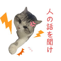 [LINEスタンプ] 我が家の愛猫3兄弟