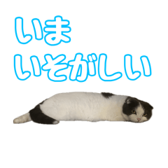 [LINEスタンプ] 色々使えるネコスタンプ2