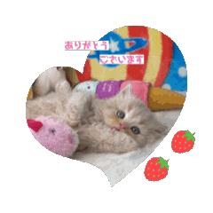 [LINEスタンプ] ねこまーち ありがとうスタンプ