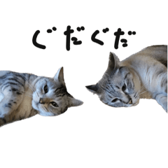[LINEスタンプ] 猫と幸せな日々