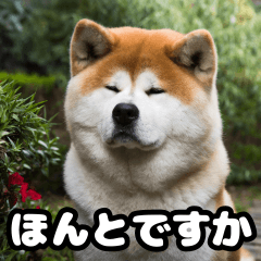 [LINEスタンプ] 使える！秋田犬スタンプ