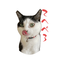 [LINEスタンプ] ちゃーくんとみーこ