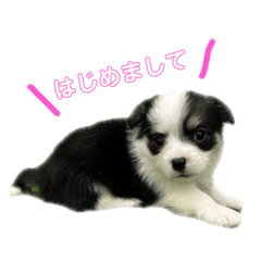 [LINEスタンプ] チワコーギーの のりちゃん①