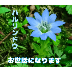 [LINEスタンプ] 日々のご挨拶に 春先の山野草の花を添えて