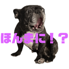 [LINEスタンプ] エブリディばぶる