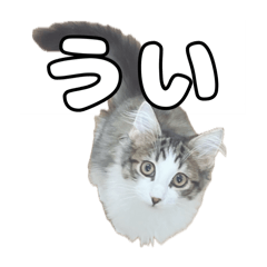 [LINEスタンプ] 実家のたまちゃんスタンプ