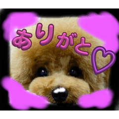 [LINEスタンプ] 可愛いラキくんスタンプだよ