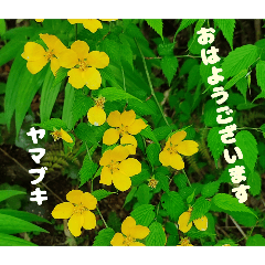 [LINEスタンプ] 朝のご挨拶に 春の山野草のお花を添えて