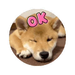 [LINEスタンプ] 柴犬くぅちゃんです。