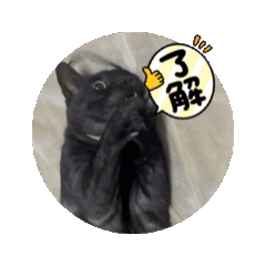 [LINEスタンプ] kikuitsuaの動くスタンプ