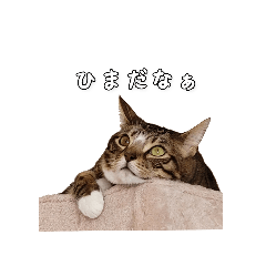 [LINEスタンプ] にゃんこスタンプ日常