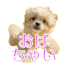 [LINEスタンプ] 【ペキプーちゃい】語彙録vol.1