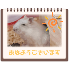 [LINEスタンプ] ぽむたん日常スタンプの画像（メイン）