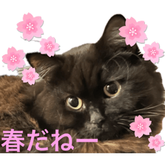 [LINEスタンプ] 黒猫 ルナ院長141にゃんめ