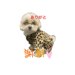[LINEスタンプ] まるぷー 두부（トゥブ）