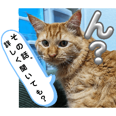 [LINEスタンプ] 茶トラ猫ふく君の軽めスタンプ(実写版)