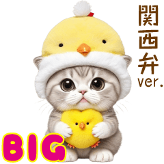[LINEスタンプ] スコティッシュ猫とひよこ BIG 関西弁ver.の画像（メイン）