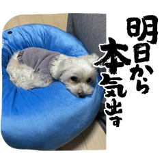 [LINEスタンプ] ウチのわんこU^ェ^U