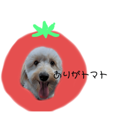 [LINEスタンプ] まるっくすれお