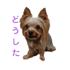[LINEスタンプ] レオンの日常❤の画像（メイン）