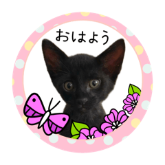 [LINEスタンプ] 可愛い黒猫たち