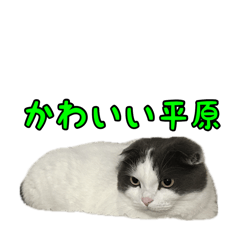 [LINEスタンプ] かわいいだらけネコスタンプ