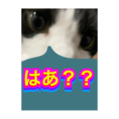 [LINEスタンプ] いろいろ✖️カオス✖️ネコ✖️パート4