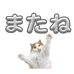 [LINEスタンプ] ねこねこにゃんこねこ