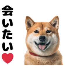 [LINEスタンプ] ユニークな柴犬