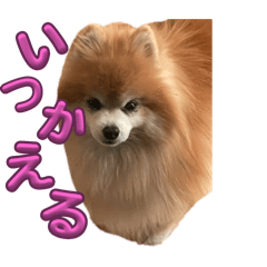 [LINEスタンプ] 愛犬スタンプ(Miru)の画像（メイン）