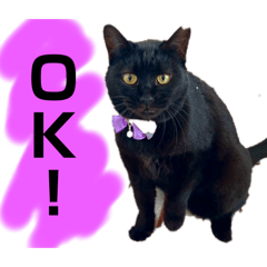 [LINEスタンプ] 愛すべきふうと茶々