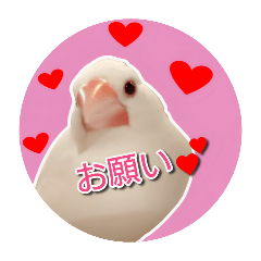 [LINEスタンプ] 文鳥の日常会話〜挨拶〜