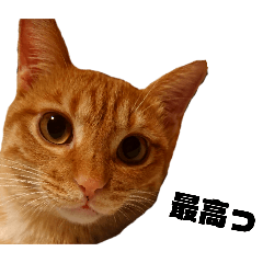 [LINEスタンプ] 茶トラねこの日常② browntabbycatの画像（メイン）