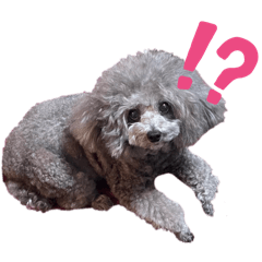 [LINEスタンプ] あくあ君のでっかい日常