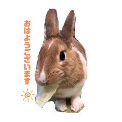 [LINEスタンプ] 茶うさ＊スタンプの画像（メイン）