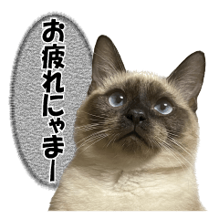 [LINEスタンプ] 我が家の最強シャムさま