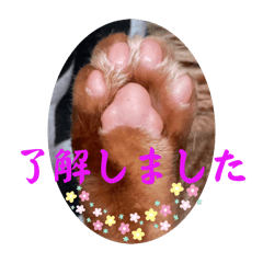 [LINEスタンプ] 猫愛スタンプ⑨