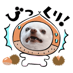 [LINEスタンプ] ミルくんとめめの日常使えるスタンプ