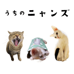[LINEスタンプ] うちの ニャンズ