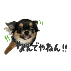 [LINEスタンプ] ぴょるくん