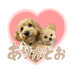 [LINEスタンプ] こむぎともなか！