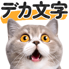[LINEスタンプ] 【デカ文字】猫写真のシンプルなスタンプ