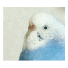 [LINEスタンプ] そらりん家のセキセイインコ