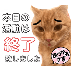 [LINEスタンプ] うちのにゃんこ様です