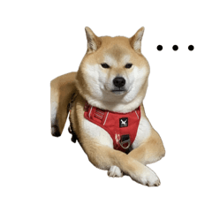 [LINEスタンプ] あずきのスタンプですよ1