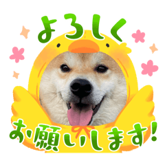 [LINEスタンプ] あずきのスタンプですよ！2